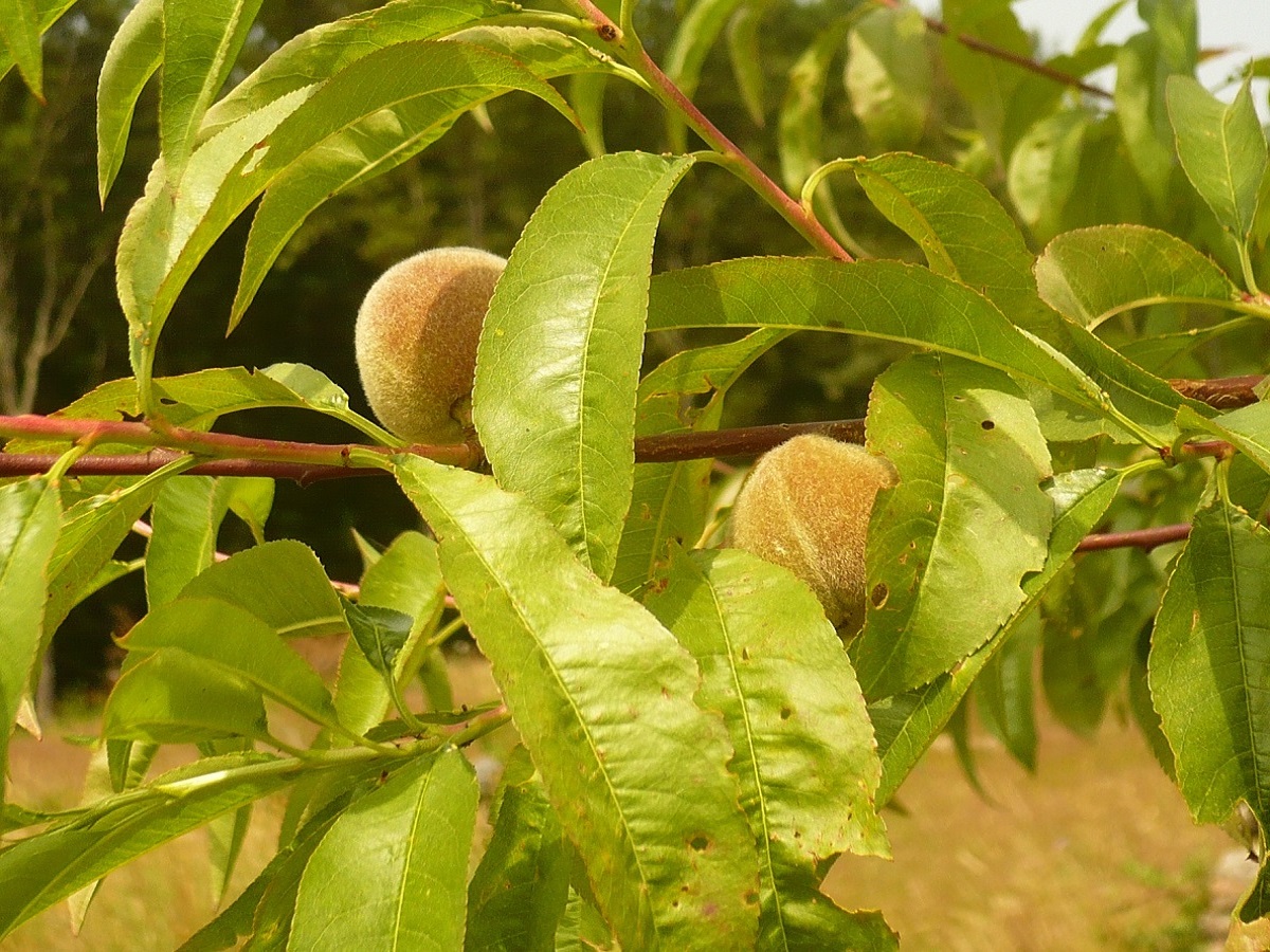 Prunus persica (Rosaceae)